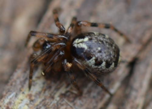 Réf. 311 252 : Enoplognatha mandibularis